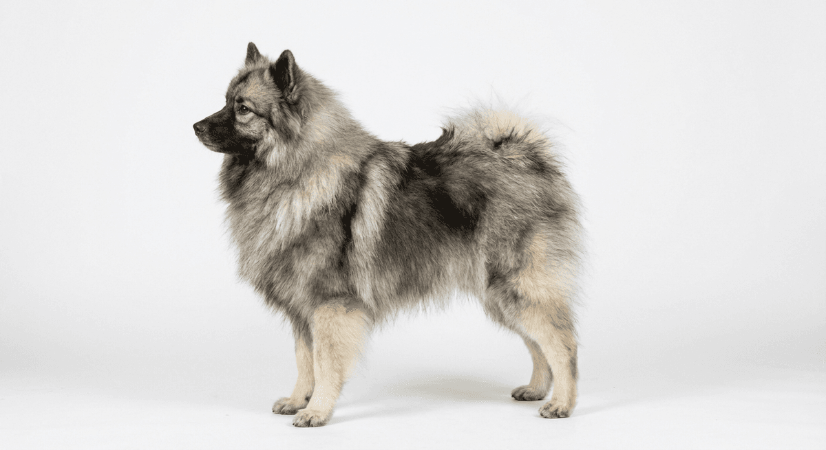 荷蘭獅毛犬 灰色
