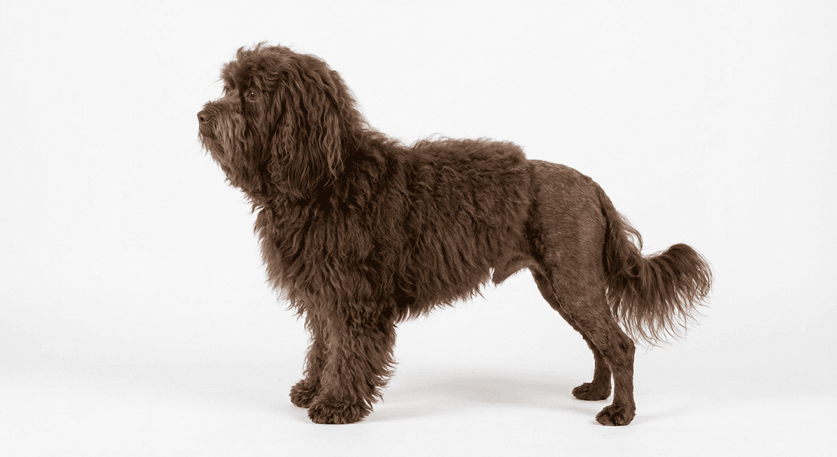 獅子犬 巧克力色