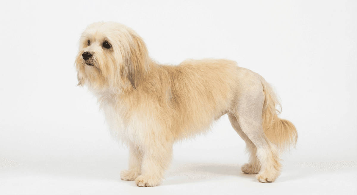 獅子犬 lemon