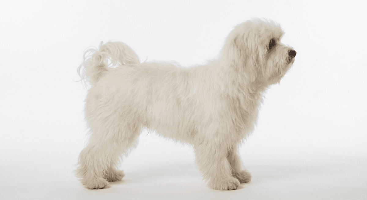 獅子犬 白色