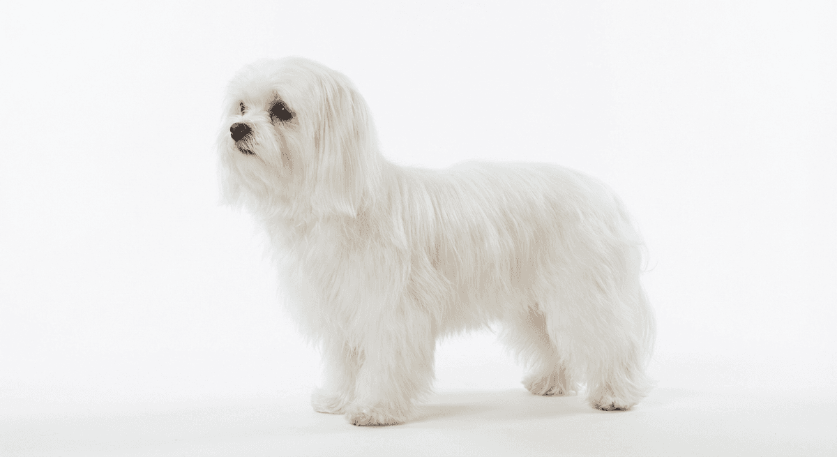 馬爾濟斯犬 白色