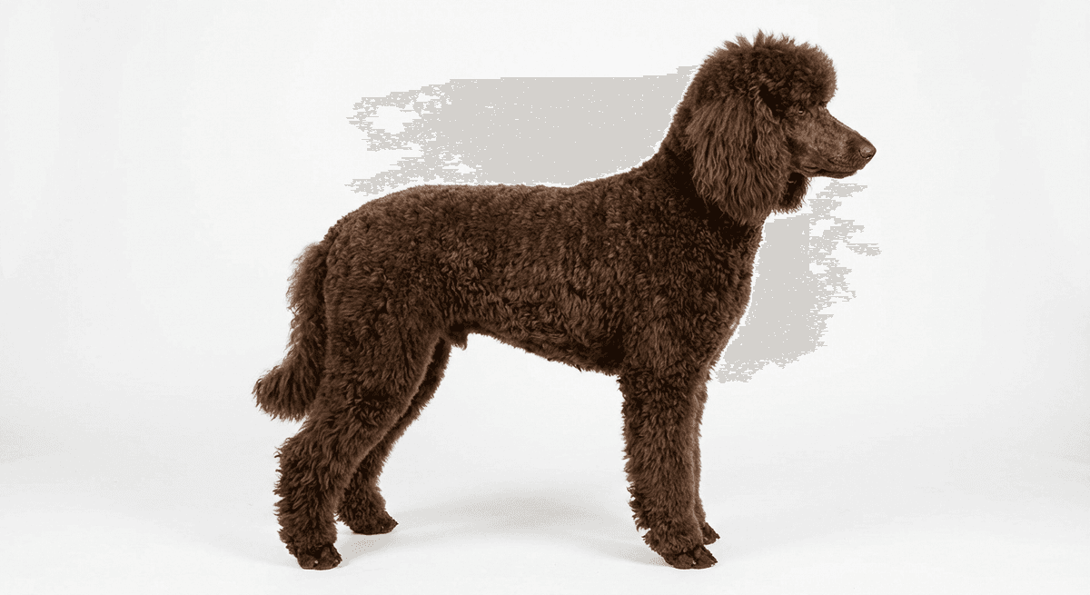中型貴賓犬 棕色