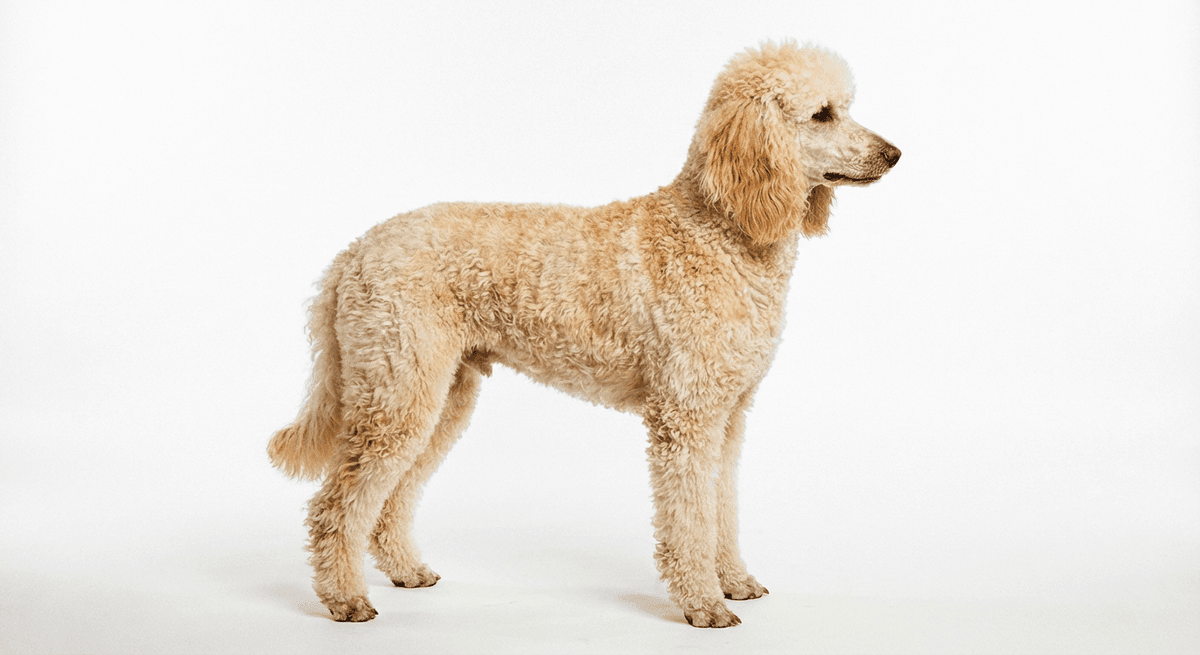 中型貴賓犬 奶油色