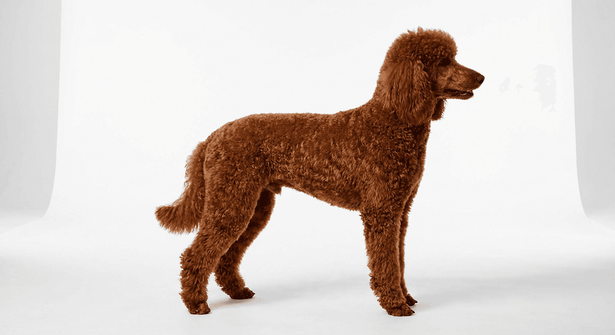 中型貴賓犬 紅色
