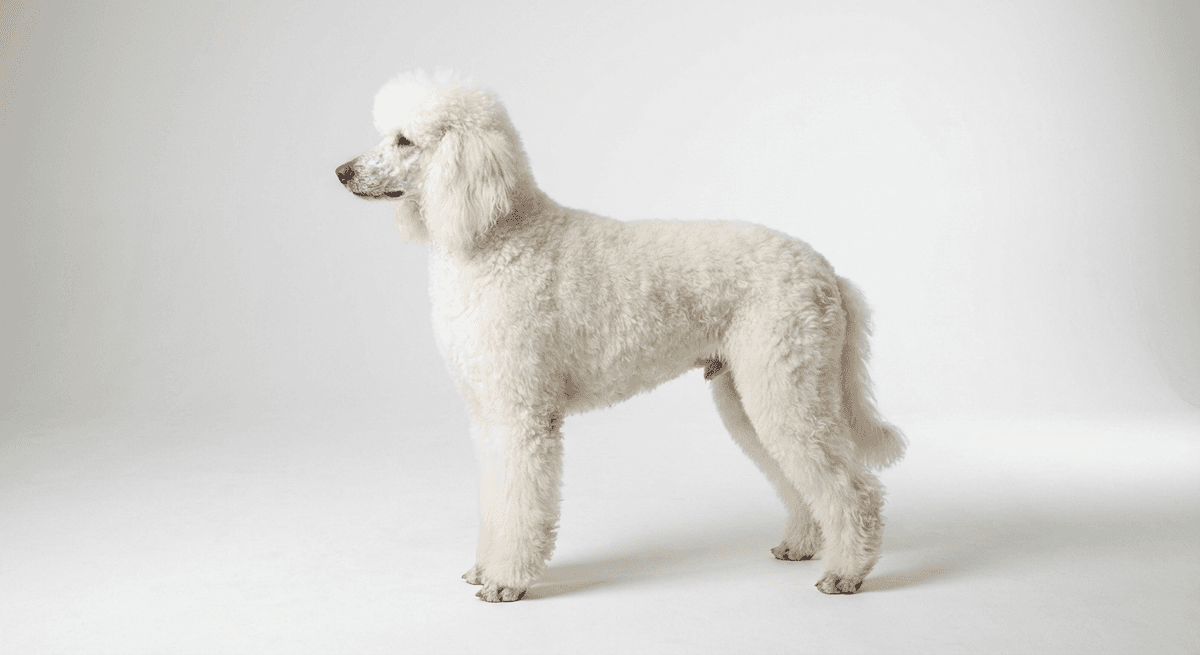 中型貴賓犬 白色