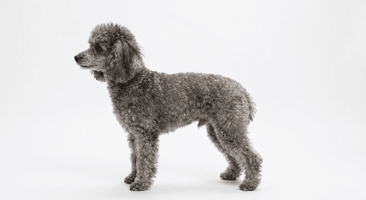 迷你貴賓犬 灰色