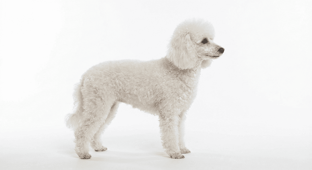 迷你貴賓犬 白色