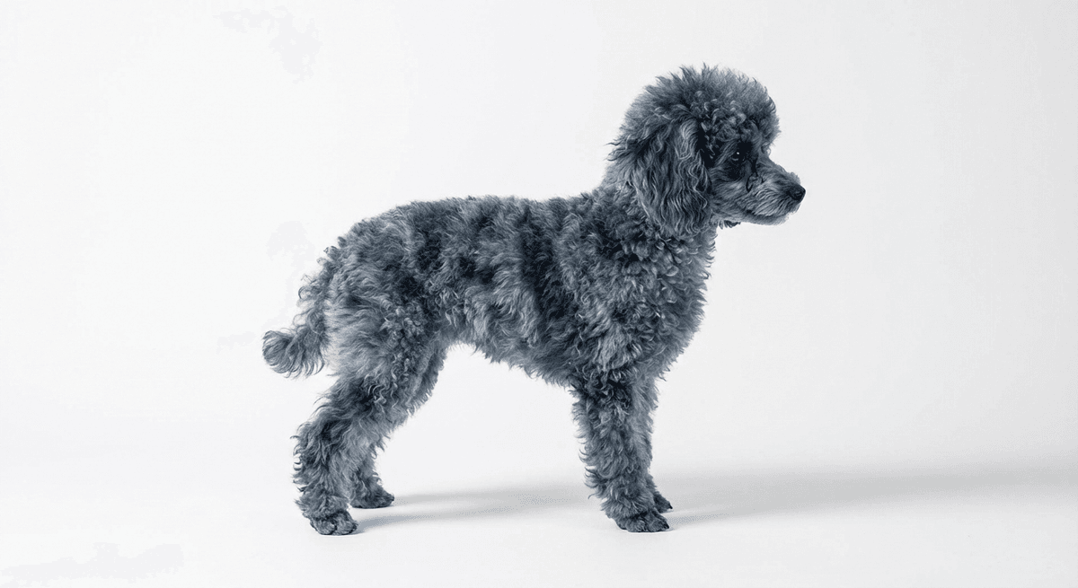 玩具貴賓犬 藍色