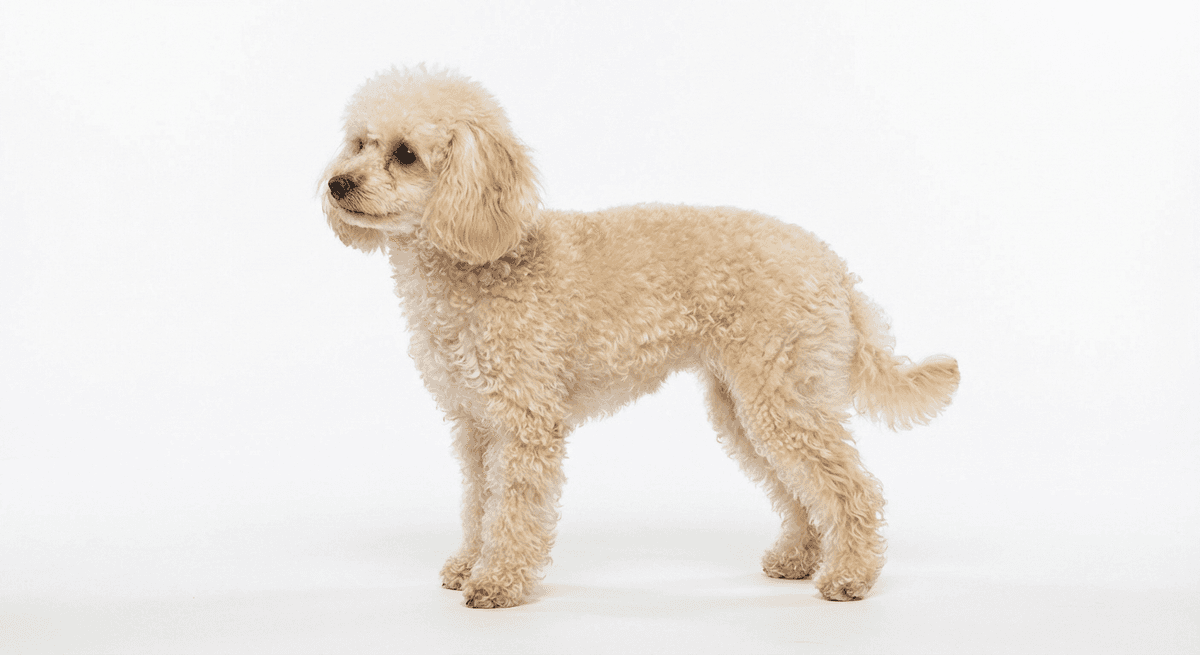 玩具貴賓犬 奶油色
