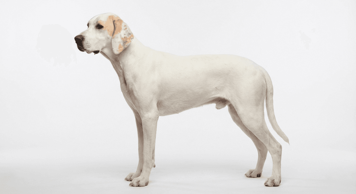 瓷器獵犬 白色