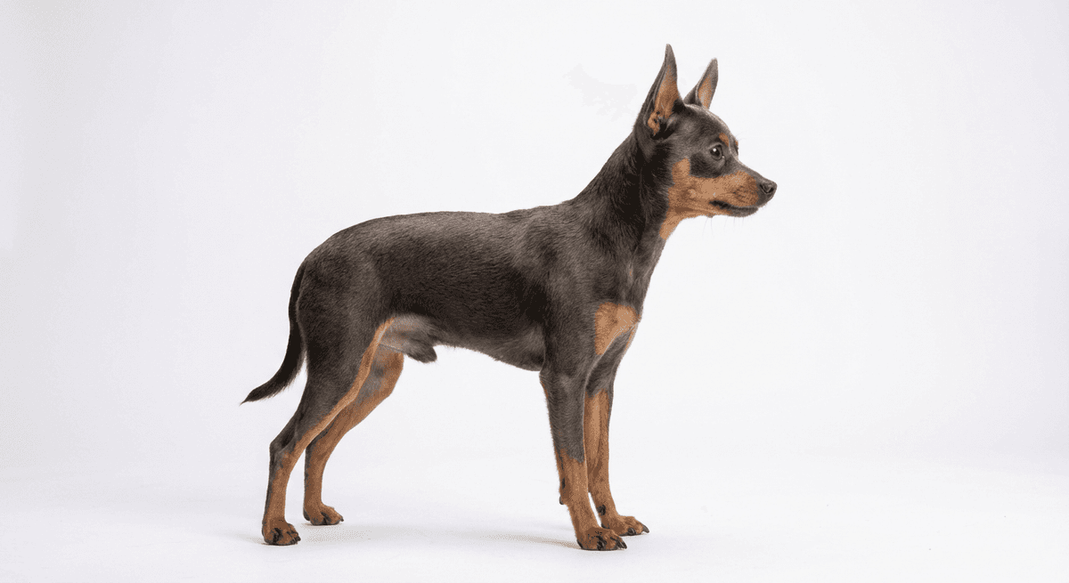 俄羅斯玩具犬 藍色/黃褐色