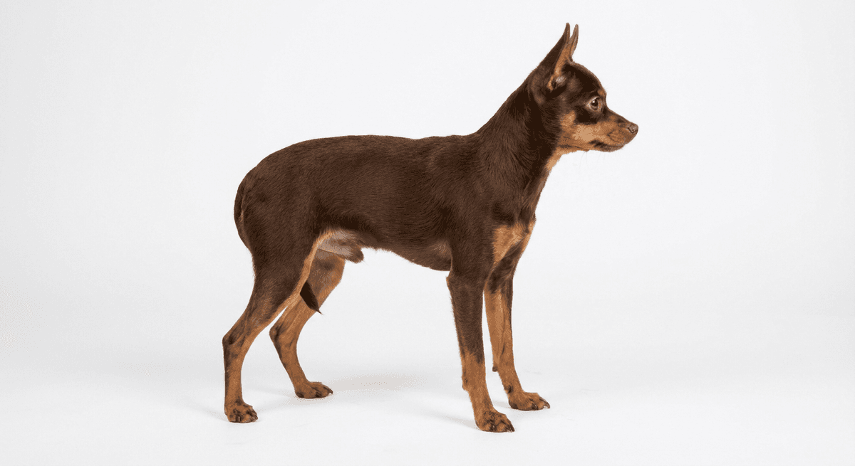 俄羅斯玩具犬 棕色/黃褐色