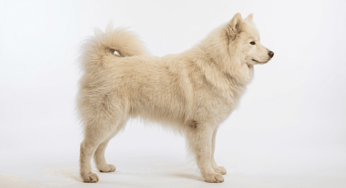 薩摩耶犬 奶油色