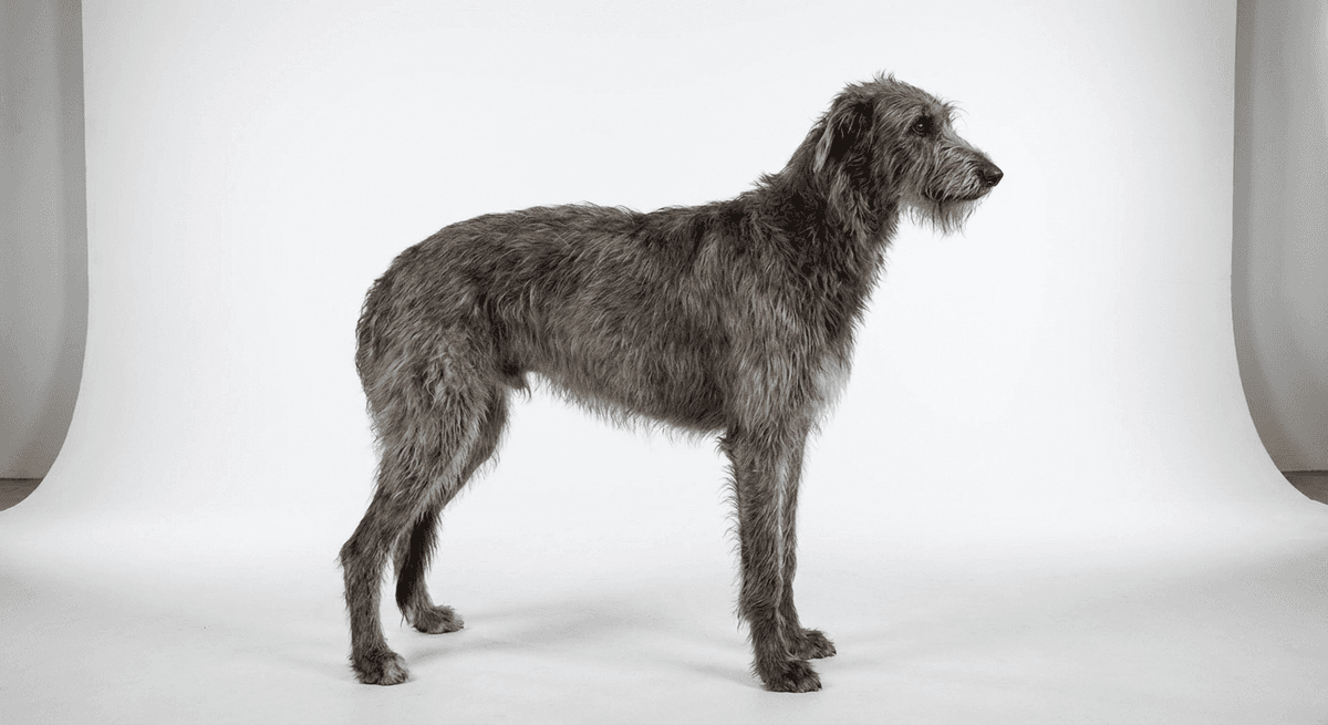 蘇格蘭獵鹿犬 灰色