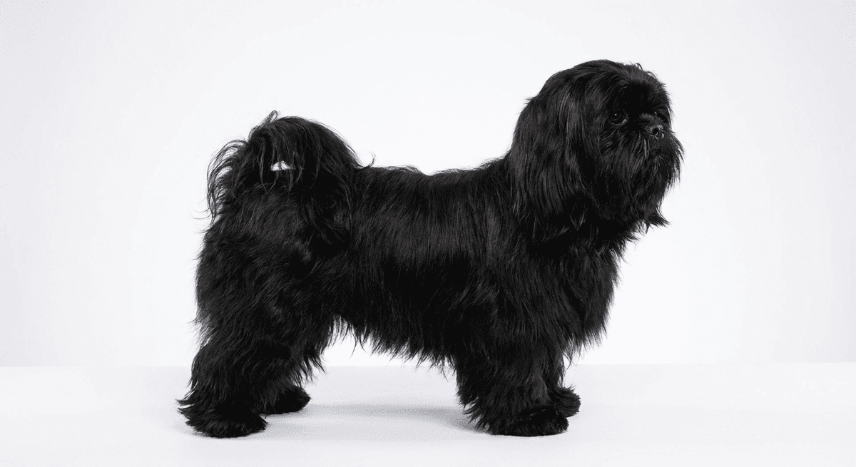 西施犬 黑色