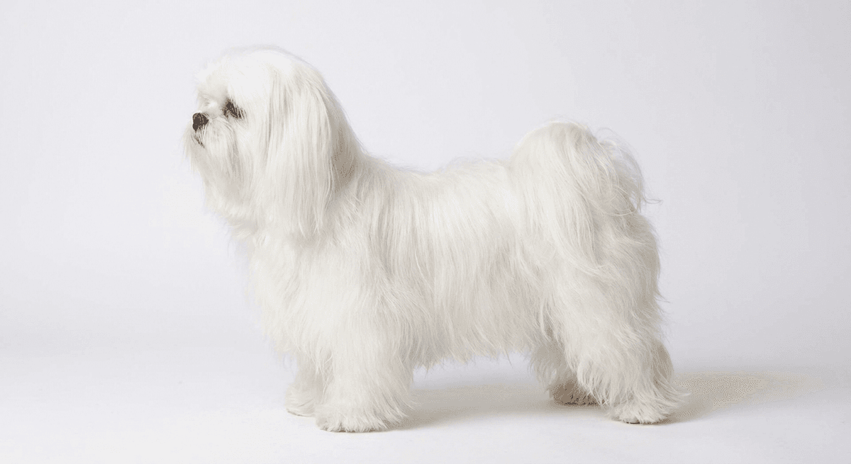 西施犬 白色