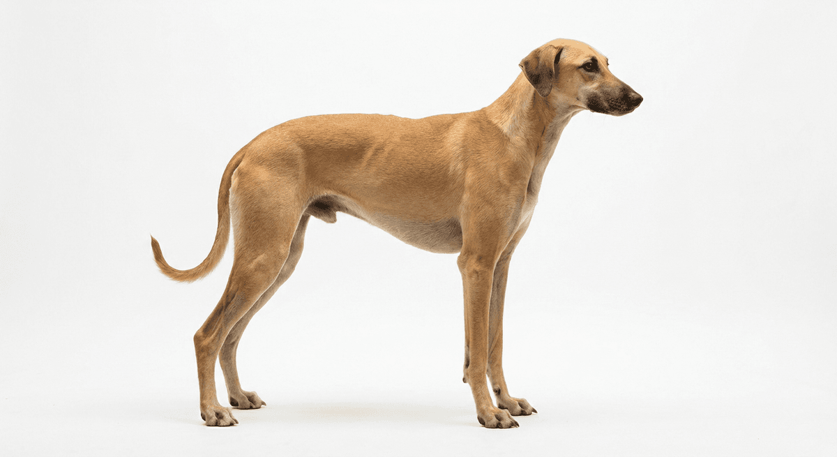 斯盧吉獵犬 淺黃褐色