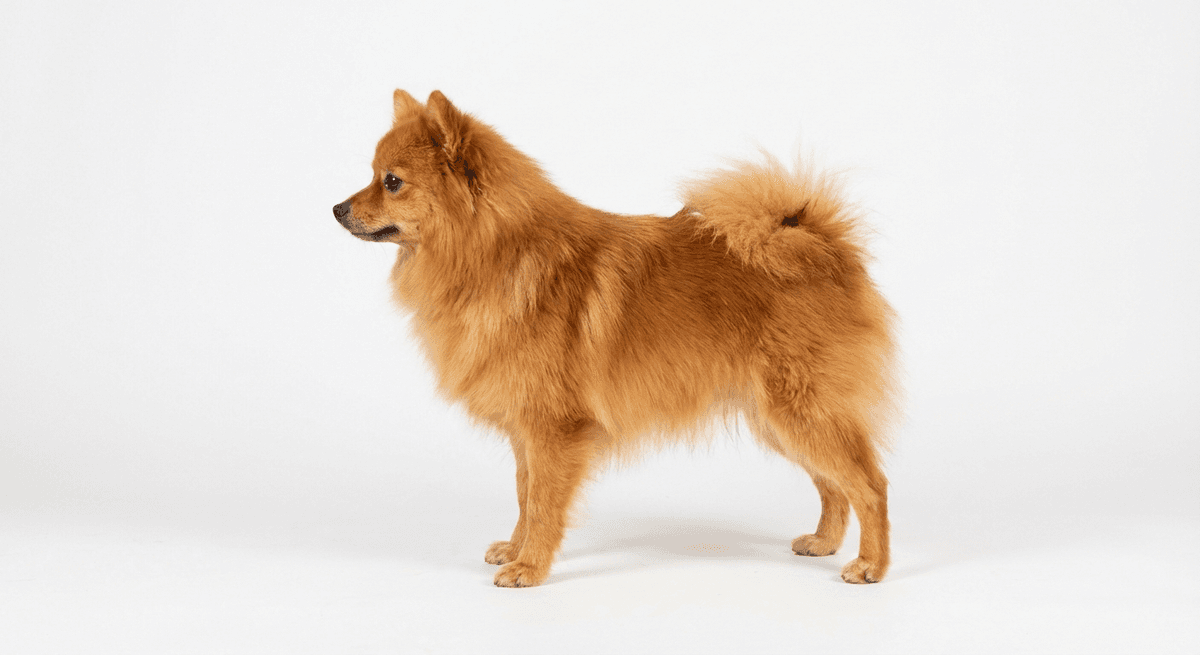 義大利狐狸犬 紅色