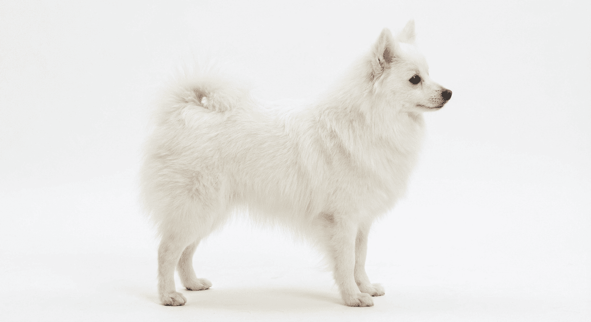 義大利狐狸犬 白色