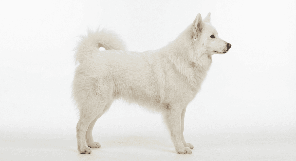 雅庫特萊卡犬 白色