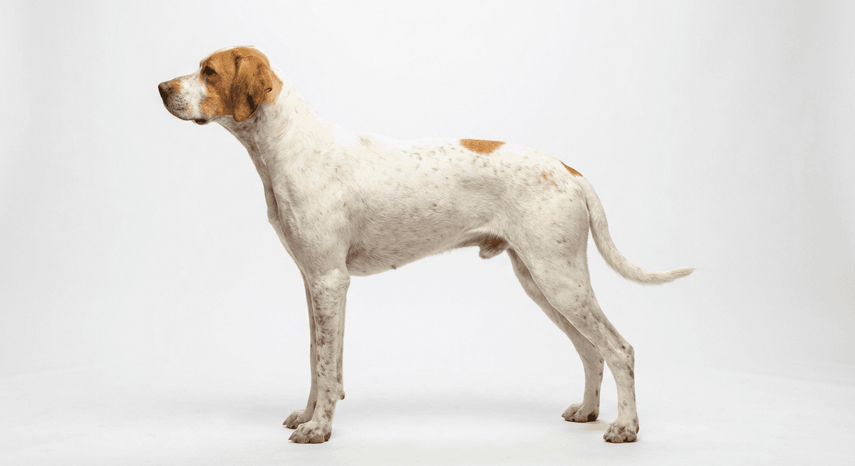 阿里埃日指示犬（Ariege Pointing Dog）
