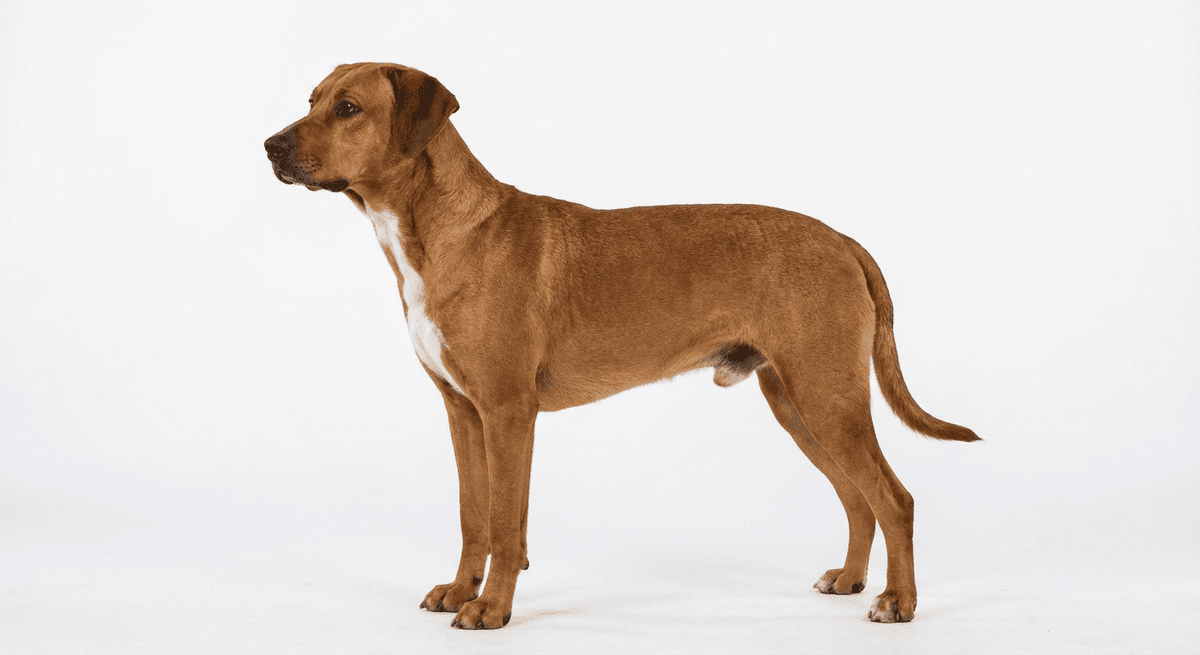 奧地利平犬（Austrian Pinscher）