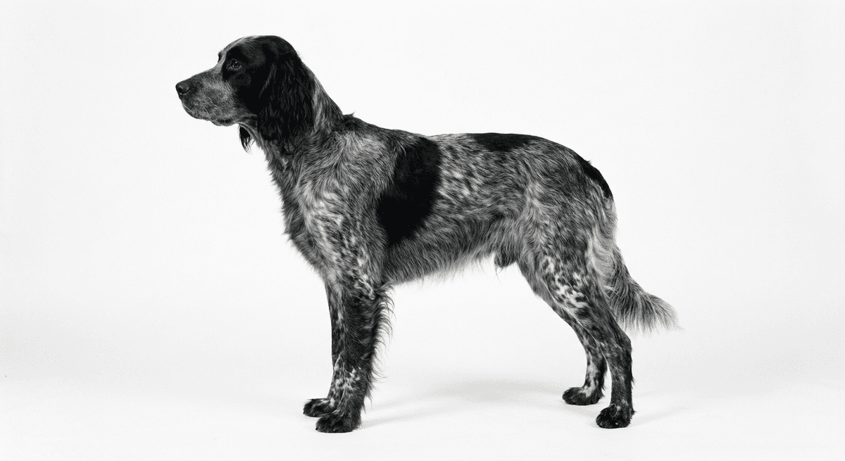 藍色皮卡迪獵犬（Blue Picardy Spaniel）