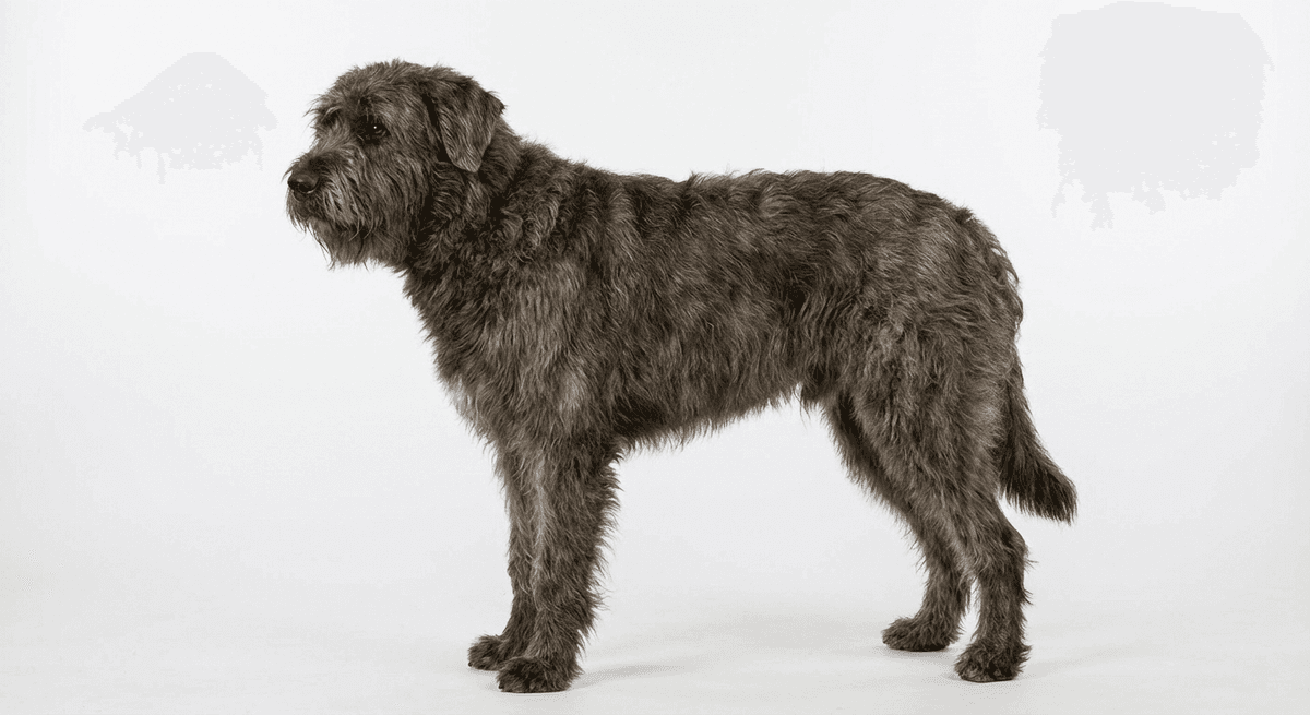 阿登牧牛犬（Bouvier des Ardennes）