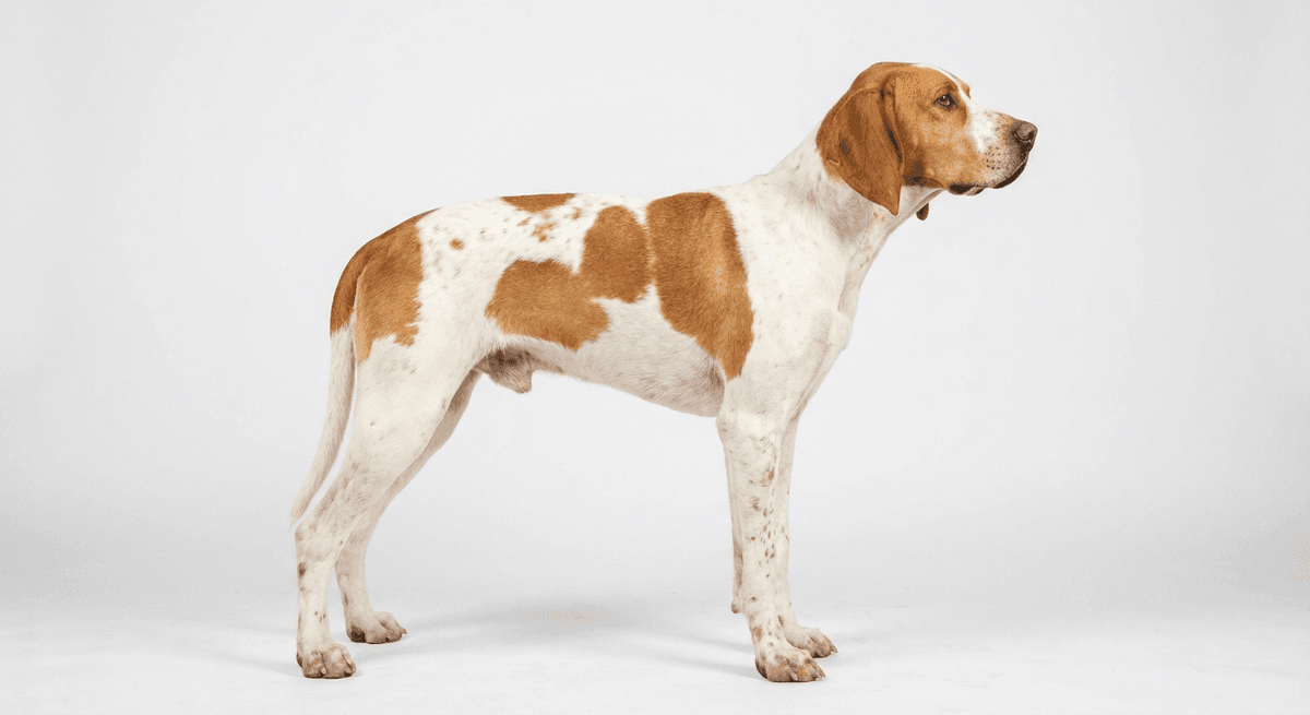 聖日耳曼指示犬（Saint Germain Pointer）
