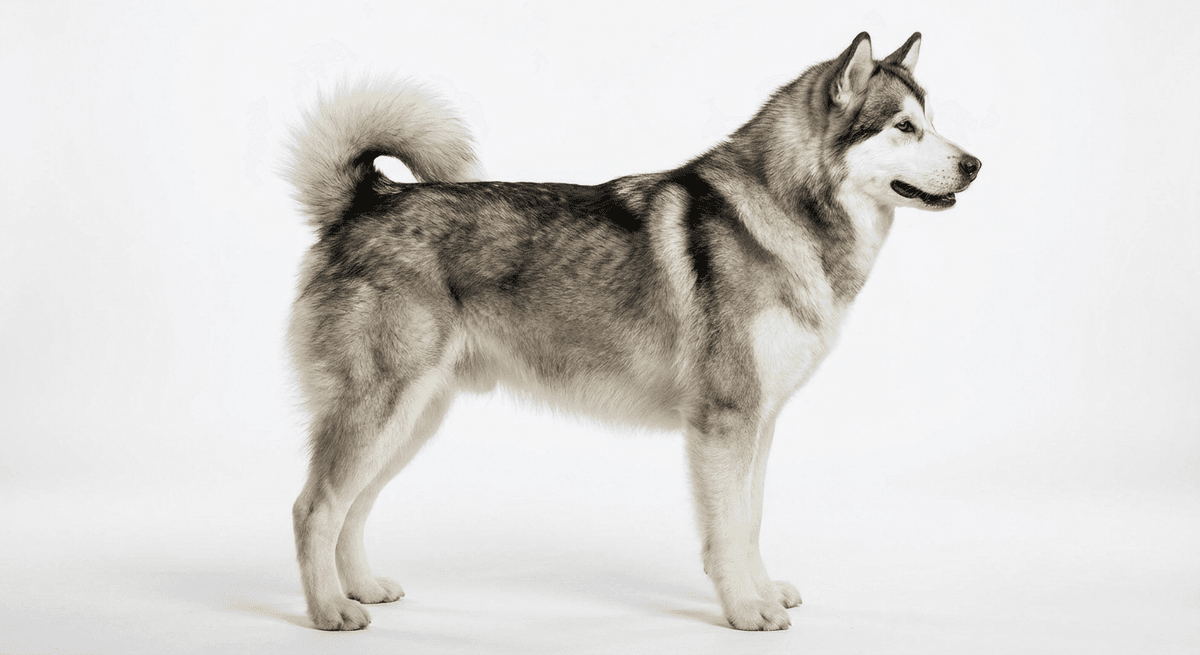 加拿大愛斯基摩犬（Canadian Eskimo Dog）