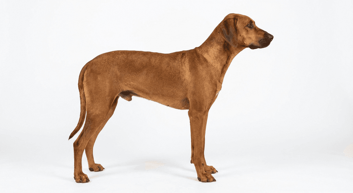 加那利獵兔犬（Canarian Warren Hound）