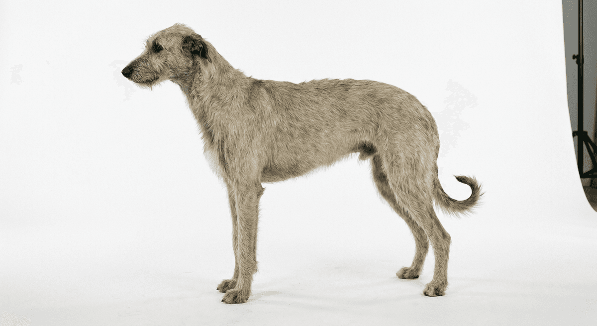 波蘭靈緹犬（Polish Greyhound）