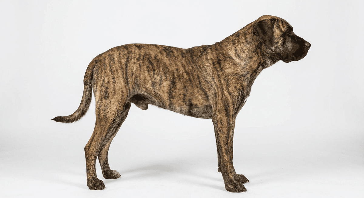 烏拉圭西馬龍犬（Cimarrón Uruguayo）