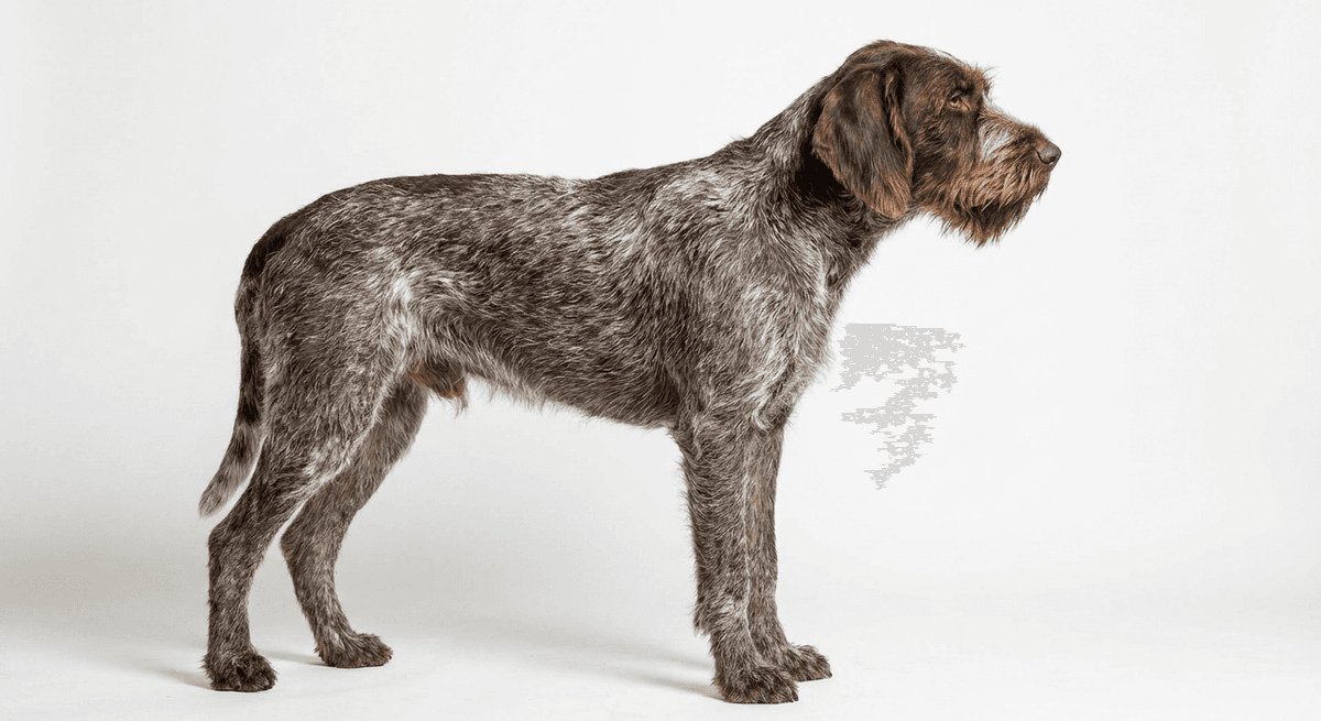 德國硬毛指示犬（Deutsch Stichelhaar）