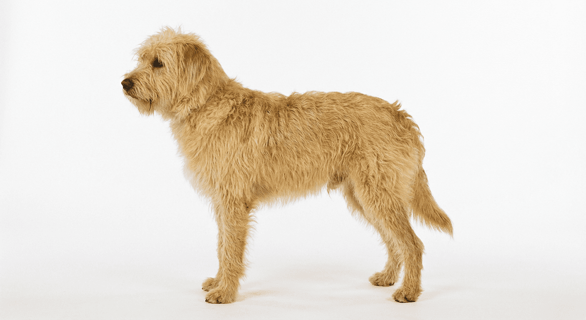 荷蘭史莫斯獵鼠犬（Dutch Smoushond）
