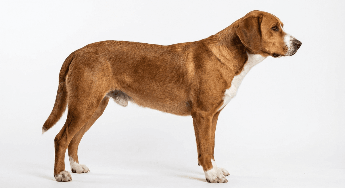 德國獵犬（German Hound）