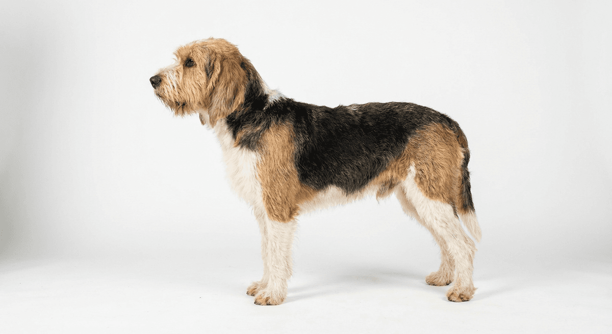 大型旺代格里芬犬（Grand Griffon Vendeen）