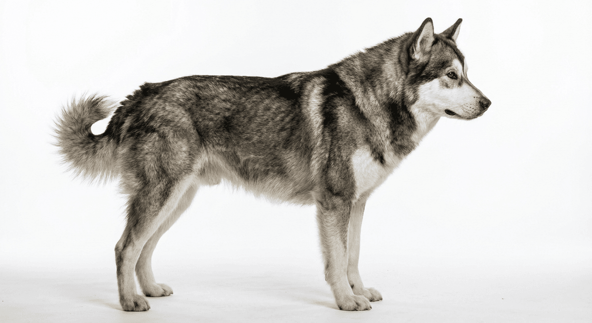 格陵蘭犬（Greenland Dog）