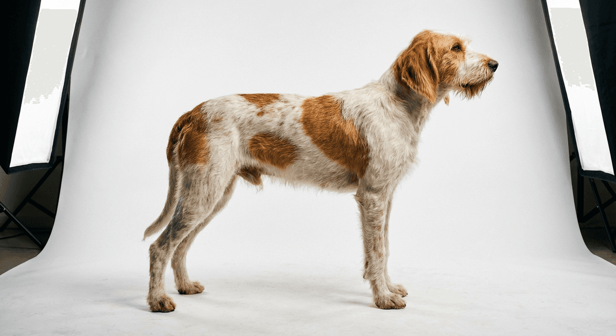 伊斯特里亞硬毛獵犬（Istrian Wire-haired Hound）