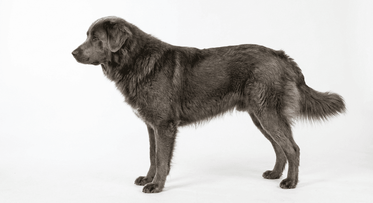 喀斯特牧羊犬（Karst Shepherd Dog）