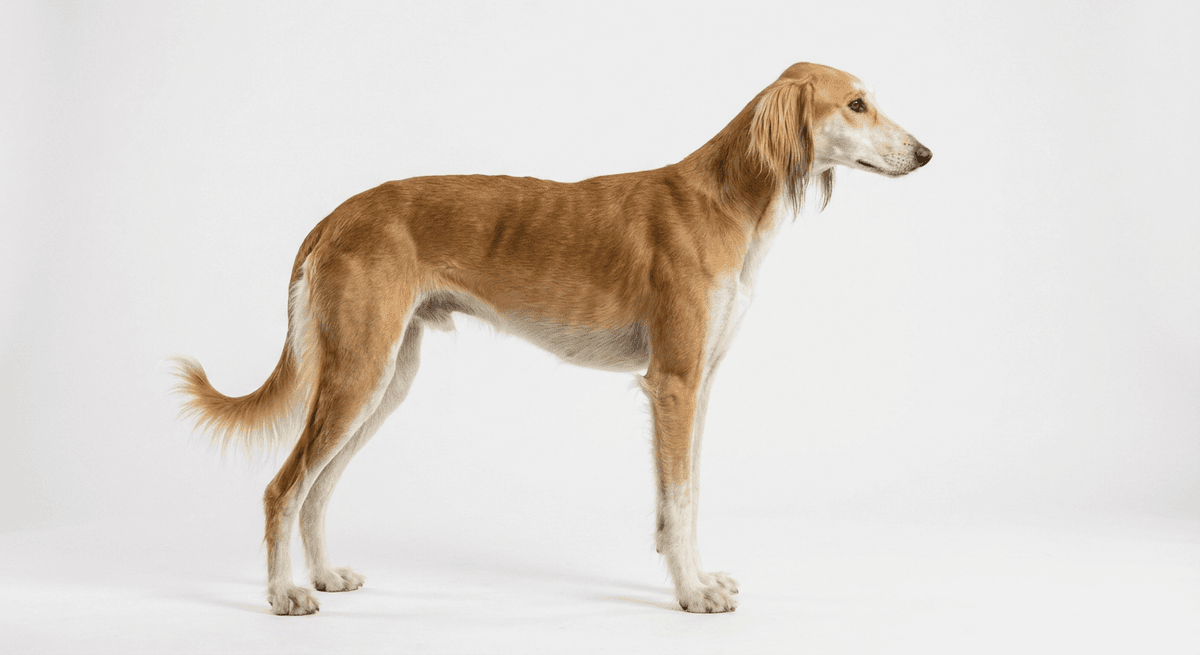 哈薩克獵犬（Kazakh Tazy）