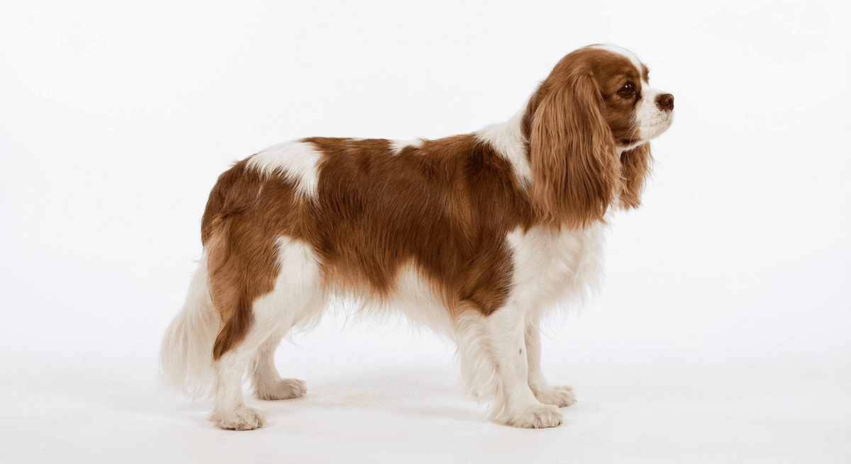 查理王小獵犬（King Charles Spaniel）