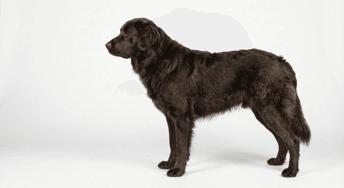 馬略卡牧羊犬（Majorca Shepherd Dog）