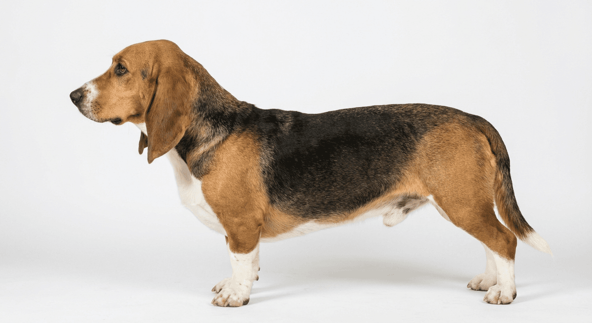 諾曼阿特西恩巴吉度犬（Norman Artesien Basset）