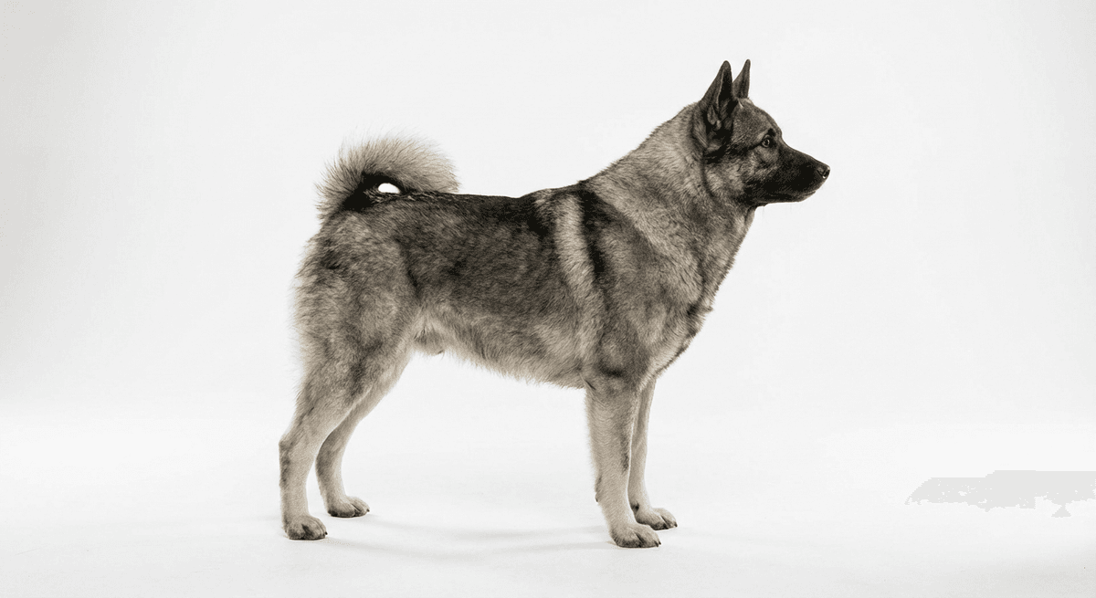 挪威獵犬（Norwegian Hound）