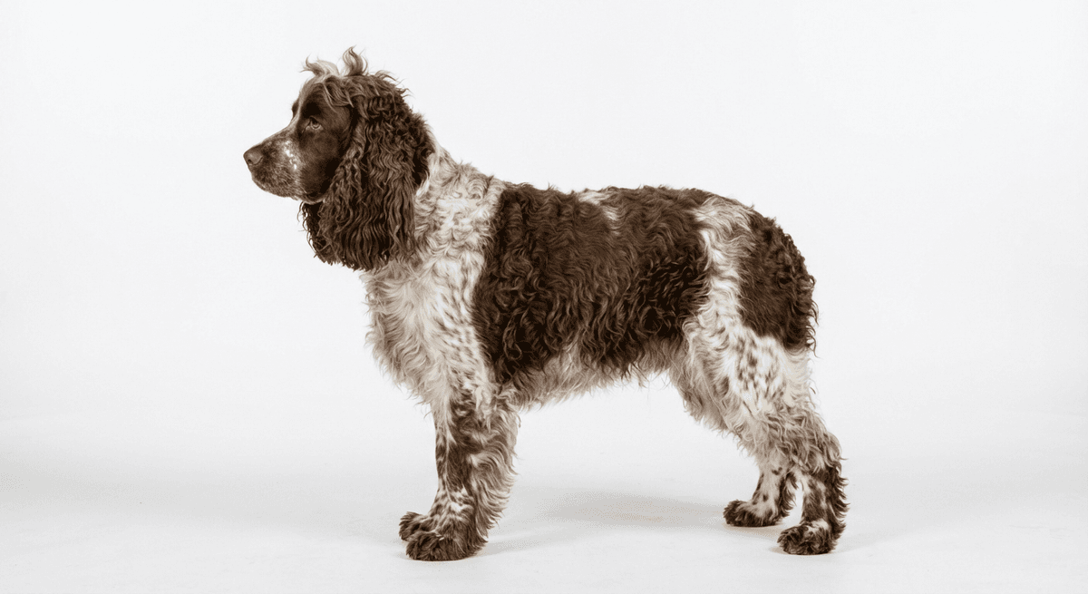 蓬奧德梅獵犬（Pont-audemer Spaniel）