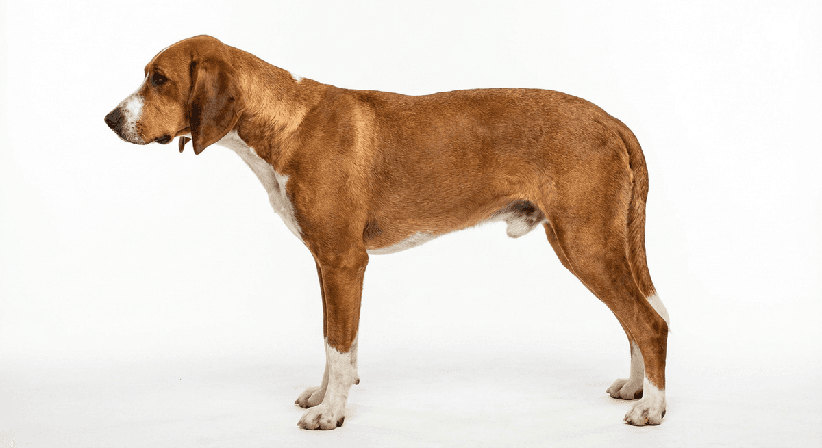 波薩瓦茨獵犬（Posavatz Hound）