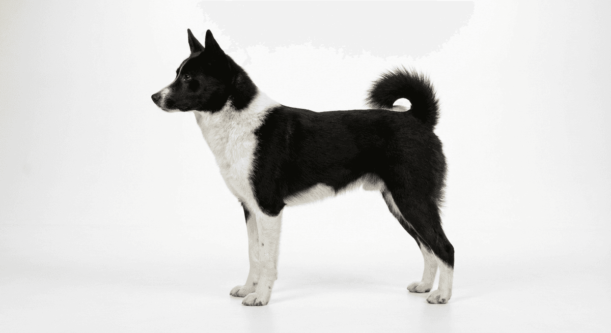 俄歐萊卡犬（Russian-european Laika）