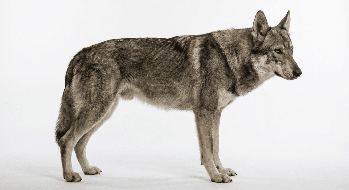沙路斯狼犬（Saarloos Wolfhond）