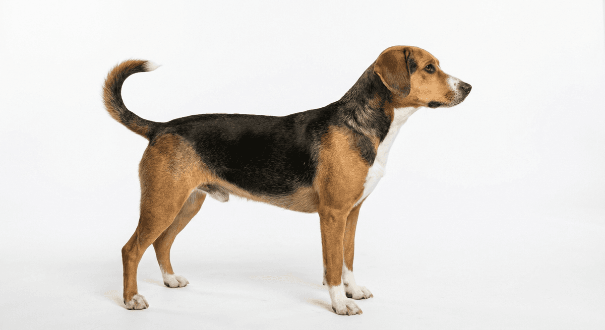 小型瑞士獵犬（Small Swiss Hound）
